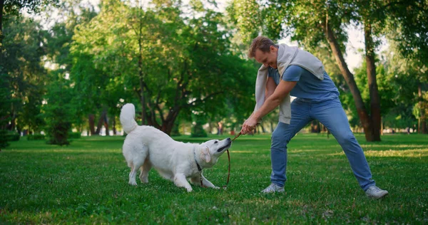 Playful golden retriever pulling leash. Owner playing with harness in park. — Stock Photo, Image
