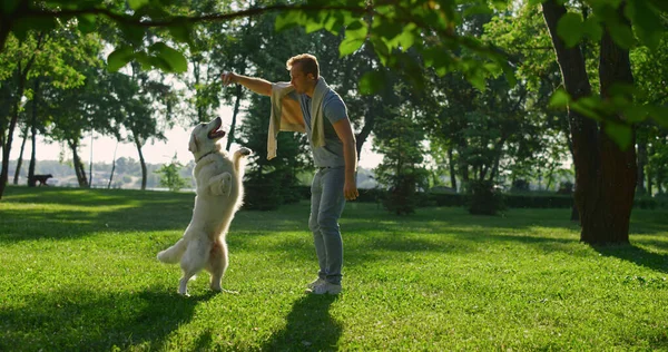 Komea mies kouluttaa koira temppu aurinkoisena päivänä kaupungin puistossa. Lemmikkieläinten jalusta takatassuilla — kuvapankkivalokuva