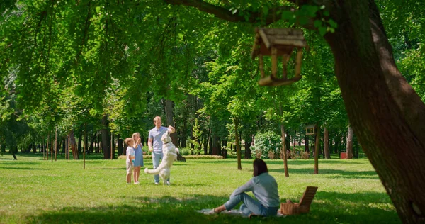 Pai formação labrador com crianças no parque. Mãe assistindo jogo com cão. — Fotografia de Stock