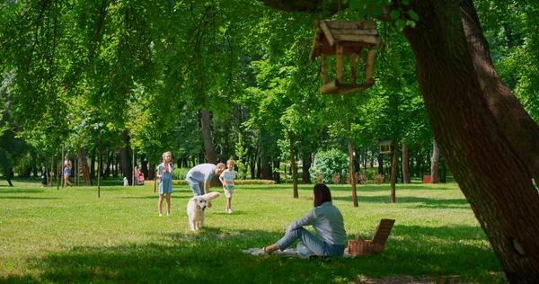 Hermoso labrador jugando con la familia en el picnic. Madre llamando perro juguetón. —  Fotos de Stock