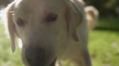 Yaz güneşi parkında Golden Retriever 'ın ısırdığı kemik. Oyuncak hayvanlar