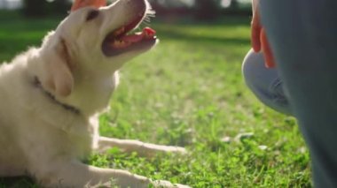 Yakından, yeşil alanda yatan oyuncu av köpeği. Erkek el hayvanı Mutlu altın köpek.