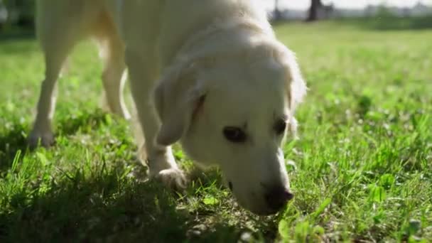 Close-up volwassen golden retriever ruiken gras zoeken in zonnig park. — Stockvideo