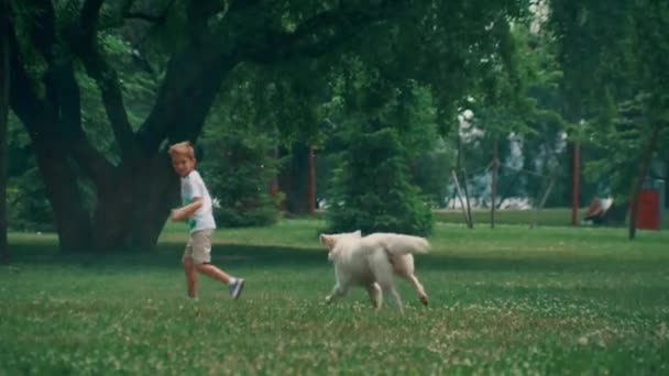 Verspielter Hund jagt kleinen Jungen und spielt mit Wassersprengern im Sommerpark. — Stockvideo