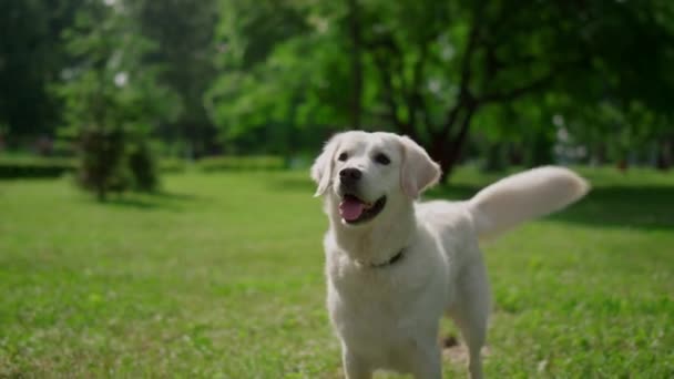 Щасливий лабрадор, що стоїть на зеленій траві. Радісний хвіст собаки на літній природі . — стокове відео