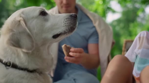 Hermoso labrador coger comida en el picnic de cerca. Perro comiendo bocadillos en la naturaleza. — Vídeos de Stock