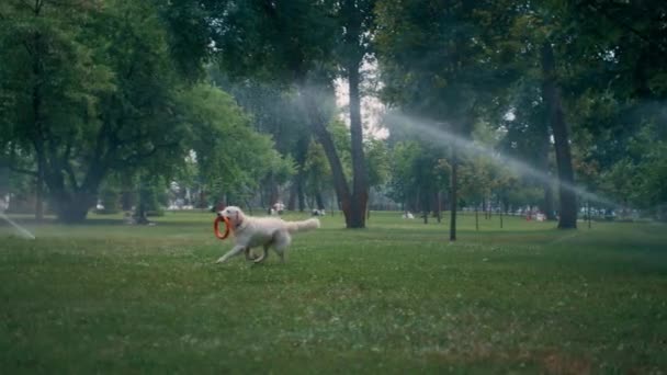 Энергичный золотистый ретривер бежит с резиновой игрушкой во рту под разбрызгивателем в парке. — стоковое видео
