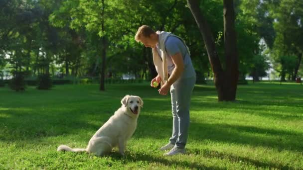 Blond mens aaien gouden retriever. Geconcentreerde hond zitten kijken opzij in het park — Stockvideo