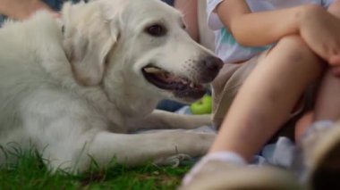 Beyaz labrador abur cubur yiyor. Aç köpek güneşli piknikte yemek yiyor.