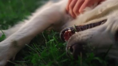 Erkek el, Golden Retriever 'ı yakından okşuyor. Mutlu sevimli köpek yerde yatıyor