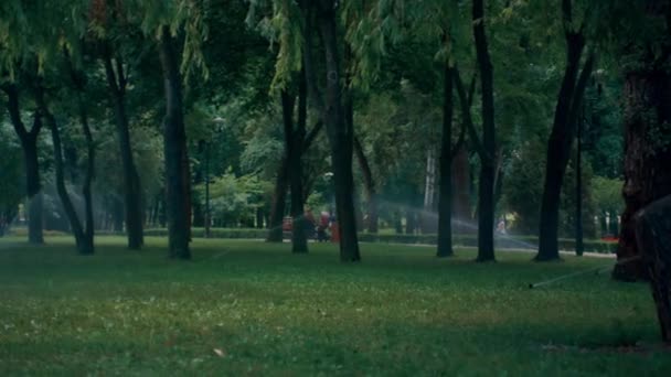 Automatisk sprinklers system vattna grön gräsmatta på solig sommardag i parken. — Stockvideo