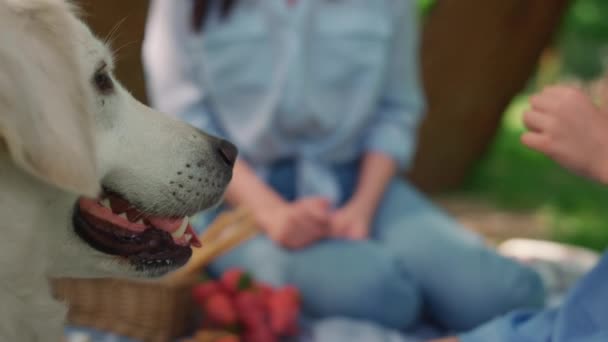 Красивий лабрадор цілує милу дівчину на пікніку. Собака любить усміхнену дитину крупним планом . — стокове відео