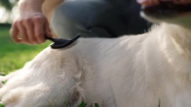 Erkek el fırçası, av köpeğinin yumuşak kürkünü yakına çekiyor. Mutlu köpek dilsiz yatar
