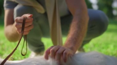 Erkek elleri tasmayı yakından tutar. Parkta hayvan gibi mutlu bir golden retriever göbeği.