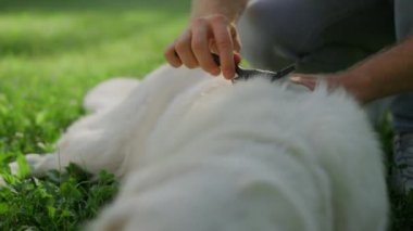 Mutlu Golden Retriever, çimenlerin üzerinde uzanmış, ağzı açık, yakın çekimde..