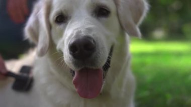 Yakın plan Golden Retriever çimlerin üzerinde uzanıyor. Yeşil parkta köpek fırçalayan adam elleri