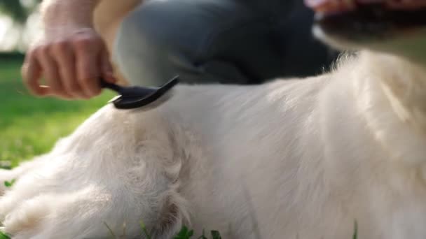 Man hand borstelen retriever zacht bont close-up. Gelukkige hond liggen met tong uit — Stockvideo