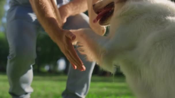 Nahaufnahme liebenswerter Hund legte Pfote in die Hand seines Besitzers. Mann schüttelt Griff sitzend im Park — Stockvideo