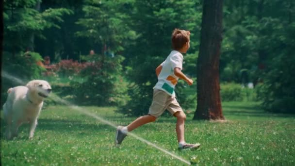 Aktivní malý chlapec běží hrát se psem na poli s postřikovače na slunný den — Stock video
