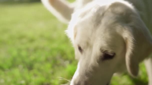 ใกล้ชิดสุนัขเล่นตามของเล่น สัตว์เลี้ยงพยายามที่จะกัดกระดูกในแสงแดดทอง — วีดีโอสต็อก
