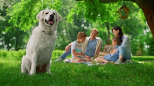 Chien joyeux assis près du pique-nique familial. Labrador heureux sur la nature en gros plan. — Video