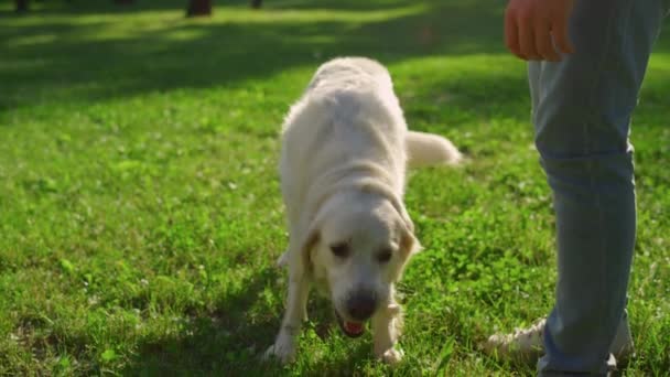 Förtjusande golden retriever äter snacks. Hund poserar på grön gräsmatta med ägare — Stockvideo