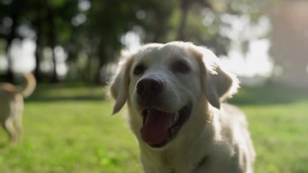 在夏季公园特写中，快乐的金毛猎犬的主人来了。每日散步的概念 — 图库视频影像