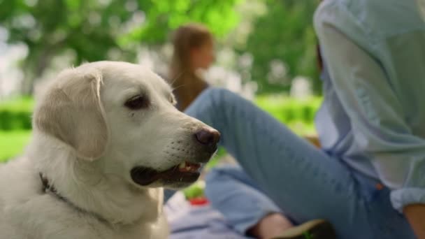 Vacker labrador ligger på gräs närbild. Lugn hund vilar på gräsmattan utomhus. — Stockvideo