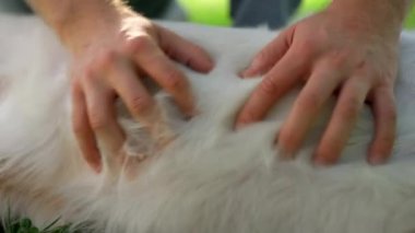 Kapalı eller yaz parkında rahatlamış av köpeğini okşuyor. Adam nazikçe köpek göbeğini ovalıyor