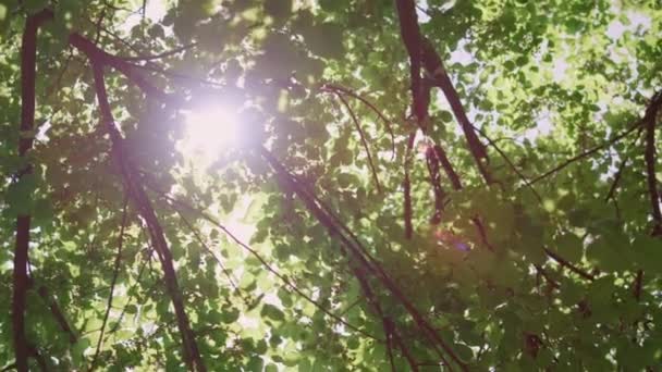夏の森の緑の葉を通して日光を見る。枝の間に太陽が輝き. — ストック動画