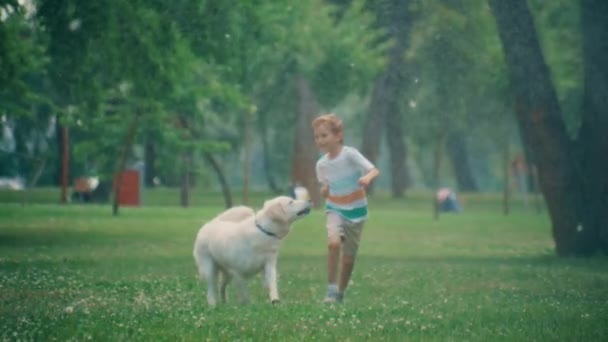 Joyful pequeno garoto correndo golden retriever jogando juntos no parque de verão. — Vídeo de Stock