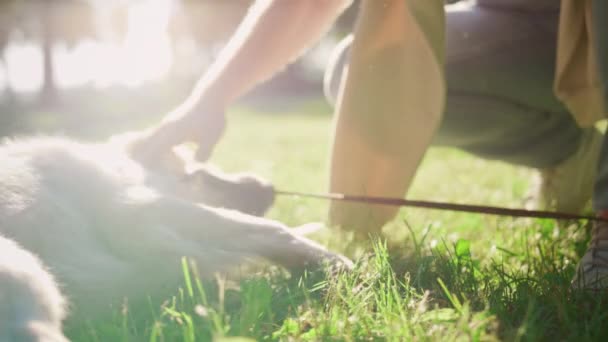 Las manos del hombre de primer plano sujetan la correa frotan a la mascota. Perro esponjoso yaciendo hierba verde en el parque — Vídeo de stock