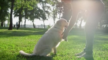Akıllı Golden Retriever sahibine pençe atıyor. Sıcak güneş parkında adam tokalaşıyor.