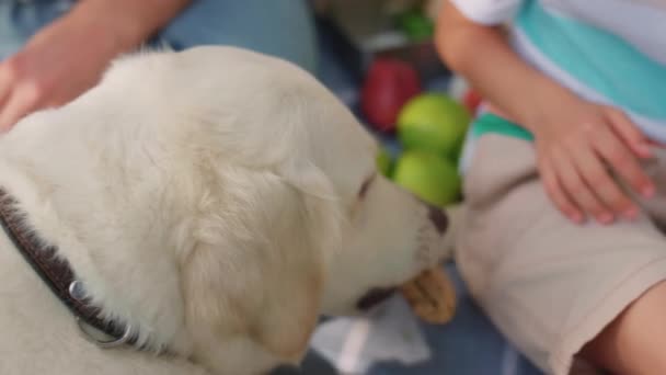 Cute dog taking sandwich from unrecognizable human hands on picnic close up. — Stock Video