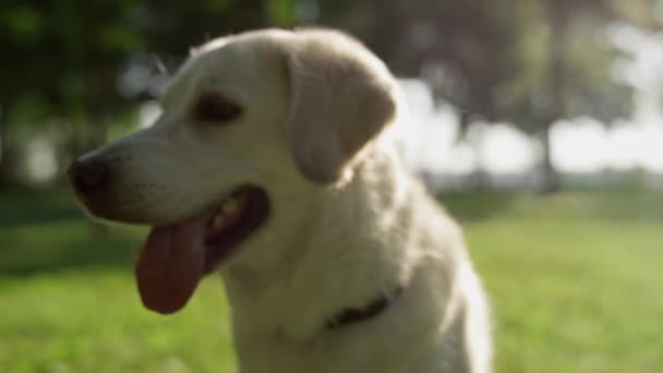 Anjing retriever dewasa yang lucu duduk dengan lidah terbuka dan menutup mulut. — Stok Video