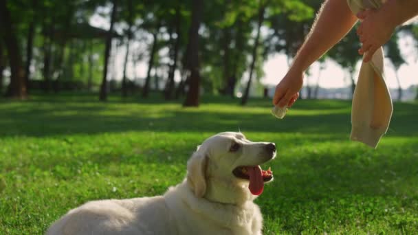 Чоловік дає собаці харчування тренування сидіти команди. Ледачий собака лежить в літньому парку . — стокове відео