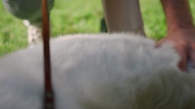 Adamın eli tüylü köpeğe dokunuyor. Yeşil çimenleri ovalayan neşeli evcil hayvan