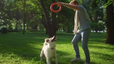 Gülümseyen yakışıklı adam eğitim köpeği f 'nin sahibi, el kaldırıyor, pembe oyuncak çekiyor..