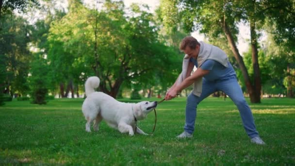 Playful golden retriever pulling leash. Owner playing with harness in park. — Stock Video