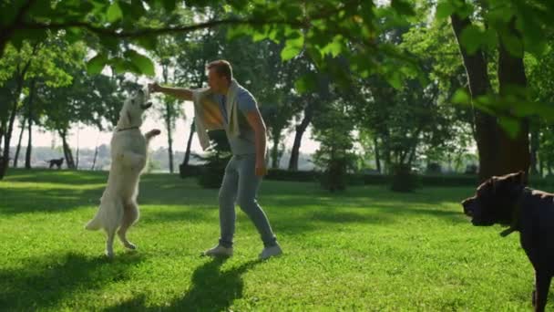 Hombre guapo entrenar truco perro en día soleado en el parque de la ciudad. Soporte para mascotas en patas traseras — Vídeos de Stock