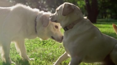 İki sevimli köpek parkta buluşuyor. Evcil hayvanlar birbirlerini koklayıp arkadaş edinirler.