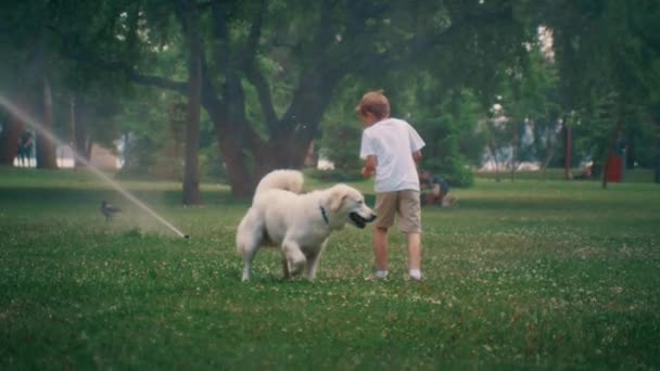 Маленький мальчик с милым псом. Веселый золотистый ретривер в солнечный день в парке — стоковое видео