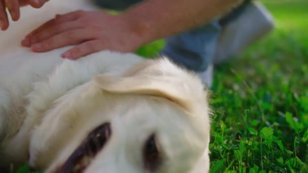 Hombre acariciando mano feliz golden retriever primer plano. Perro acostado campo verde descansando. — Vídeo de stock