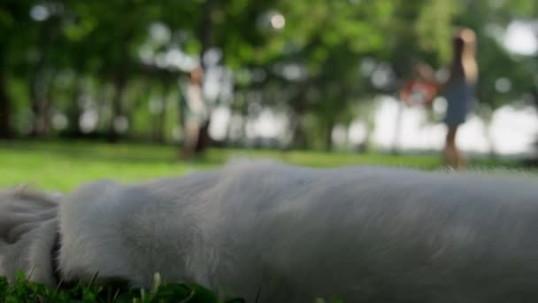 โกลเด้น รีทรีฟเวอร์ นอนอยู่ในเงาของสวนสาธารณะ สุนัขมีความสุขออกจากสนาม — วีดีโอสต็อก