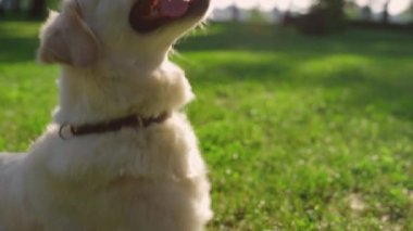 Parkta arka patilerin üzerinde duran akıllı golden retriever. Açık hava egzersizi.
