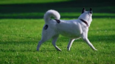 Beyaz köpek çim parkında koşuyor. Sağlıklı hayvan taze otları kokluyor..