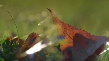 Kahverengi kuru yaprak güneş ışığında çimlerde uzanıyor. Yapraklar sonbahar zamanı yere düşer.