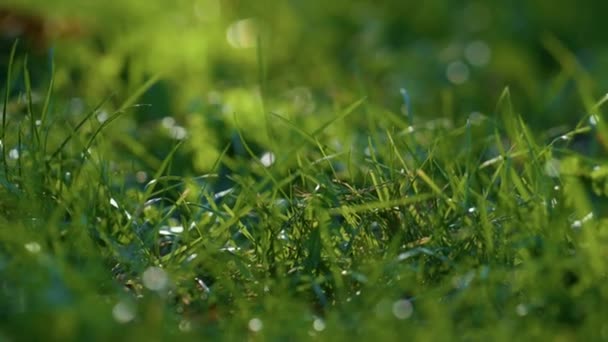 湿った緑の芝生の秋の朝を閉じます。新鮮な緑豊かな草は明確な露をカバー. — ストック動画