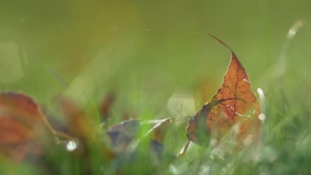 Narancs levelek fekszenek zöld fű közel. Lehullott levél zöld háttér. — Stock videók