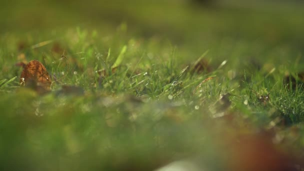緑の草が葉を覆う。日光の下に横たわる乾燥した葉. — ストック動画
